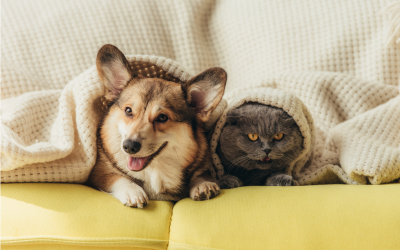 Tips for Keeping Both Dogs and Cats Together
