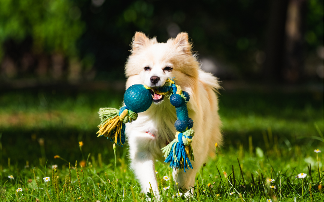 Fun Activities to Enjoy with Your Furry Friend